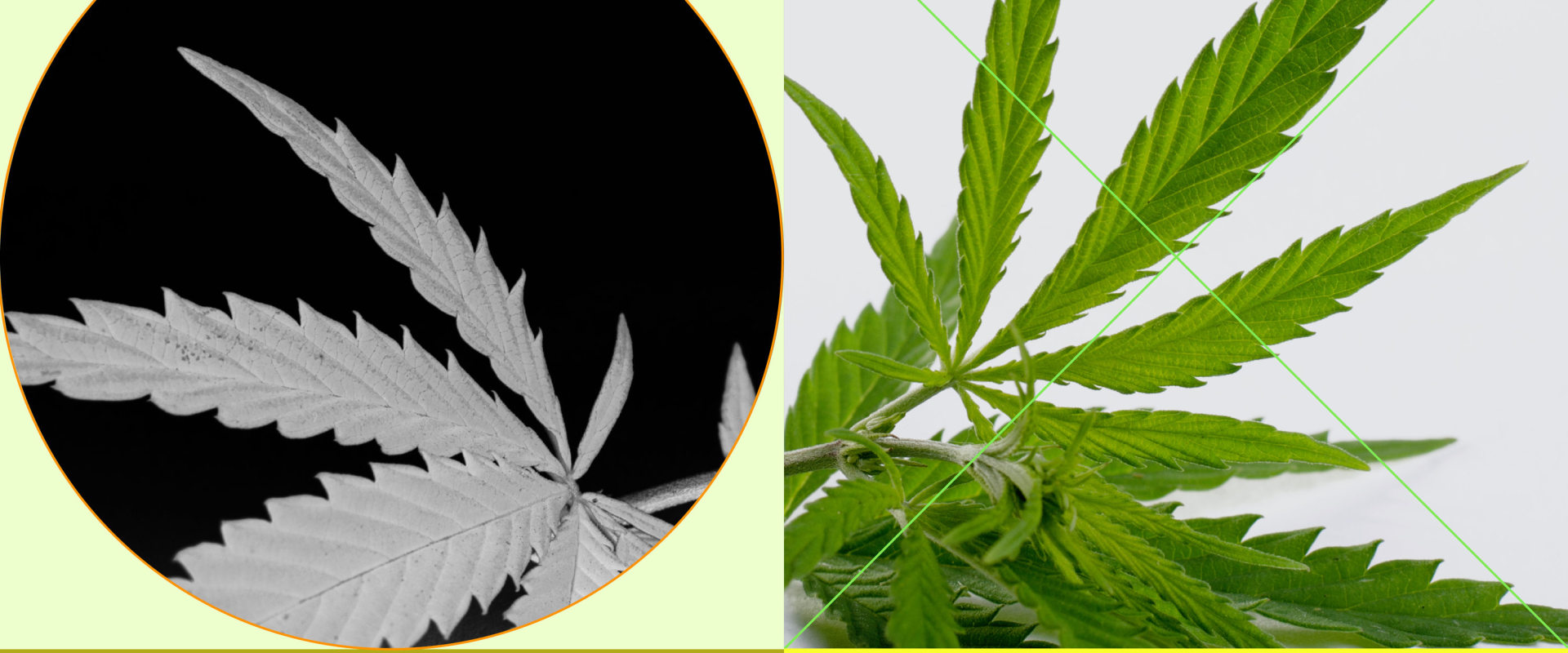 Does sativa cbd help with pain?