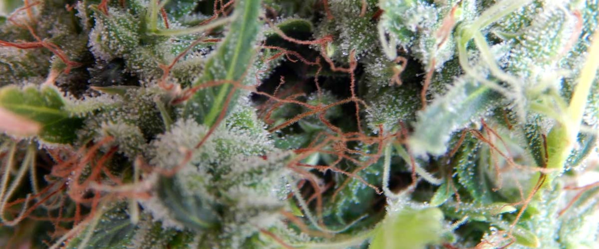 When to harvest sativa dominant hybrid?