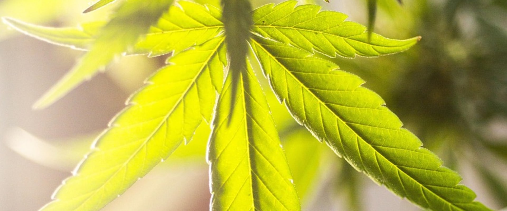 Understanding Sativa and Substance Use Detox in Portland