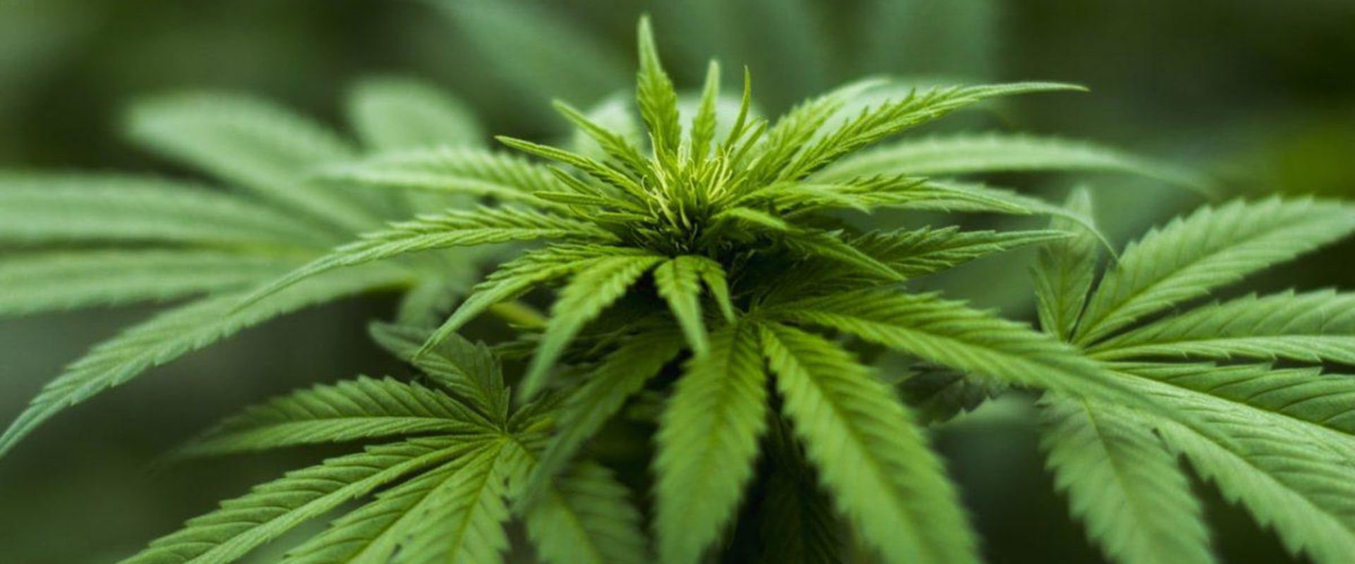 Why is sativa more expensive?