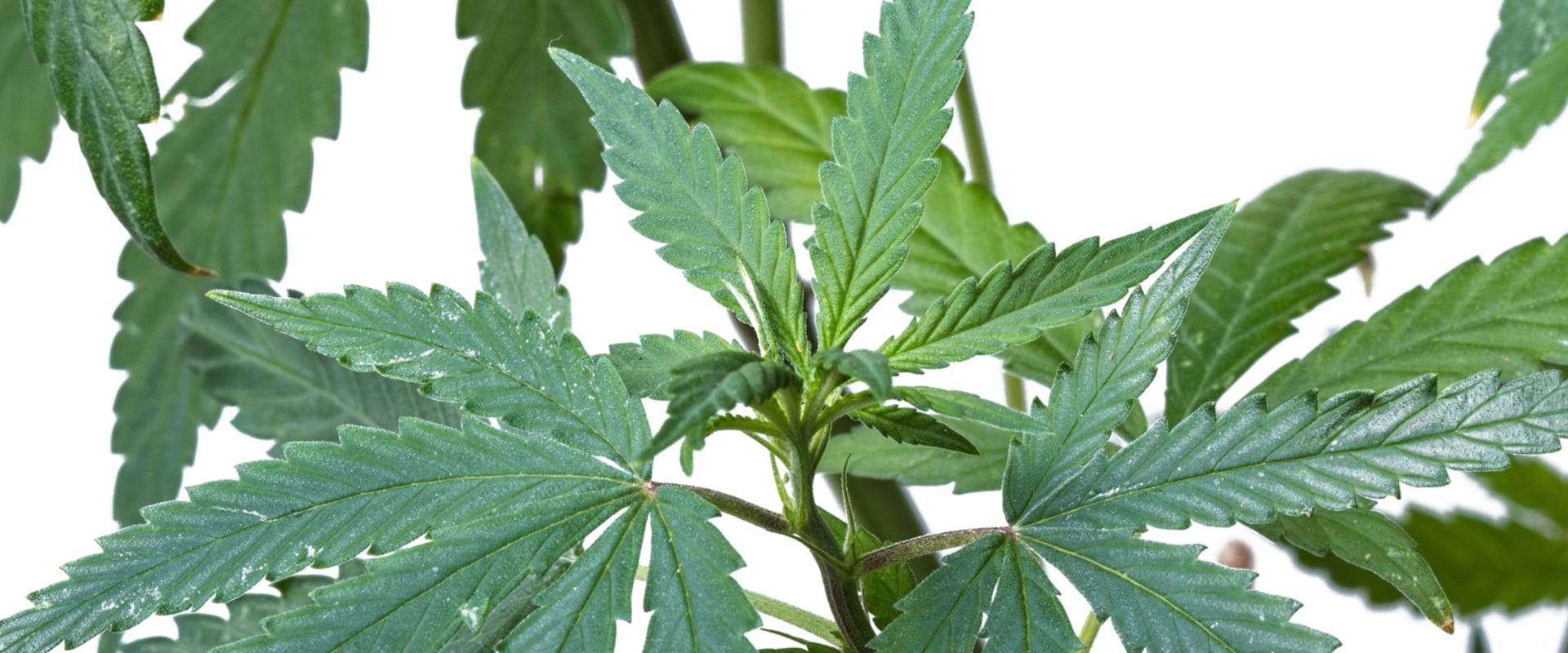 What does sativa mean in plants?