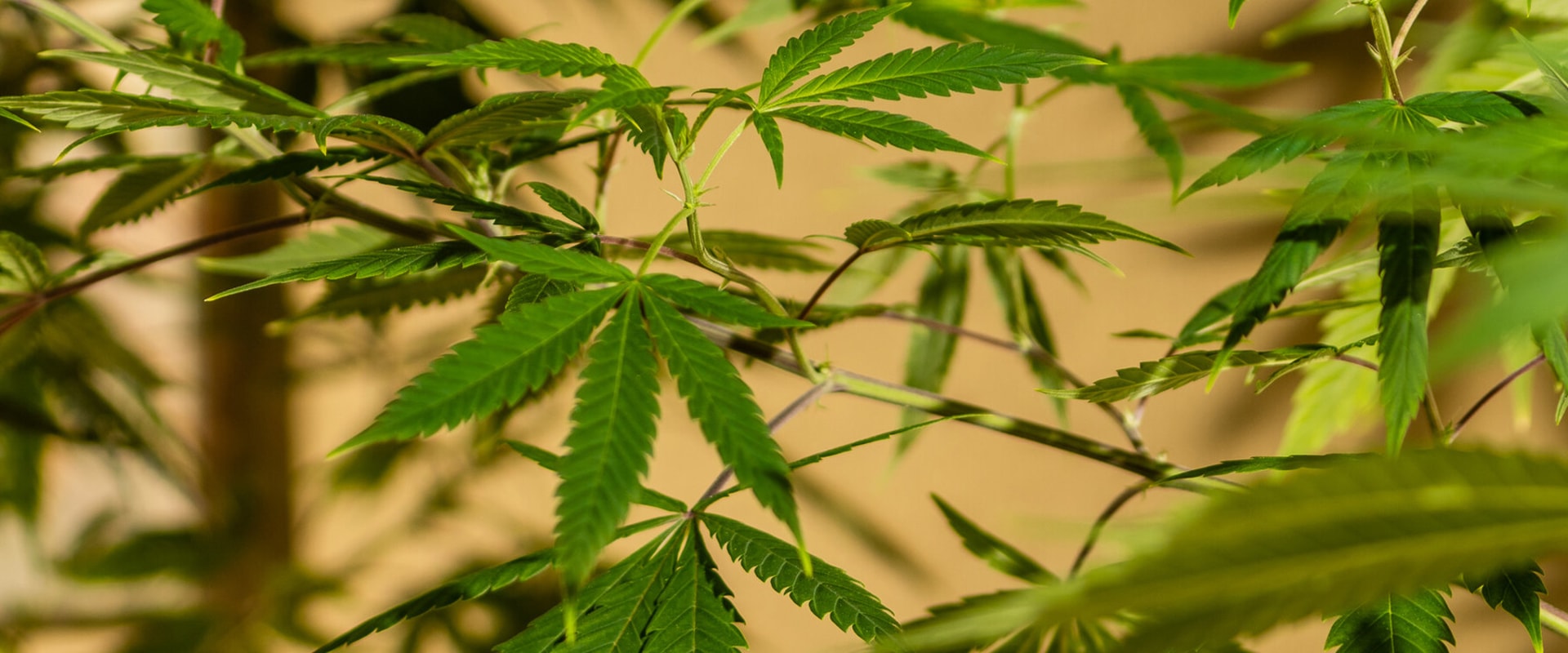 Where did sativa originate?