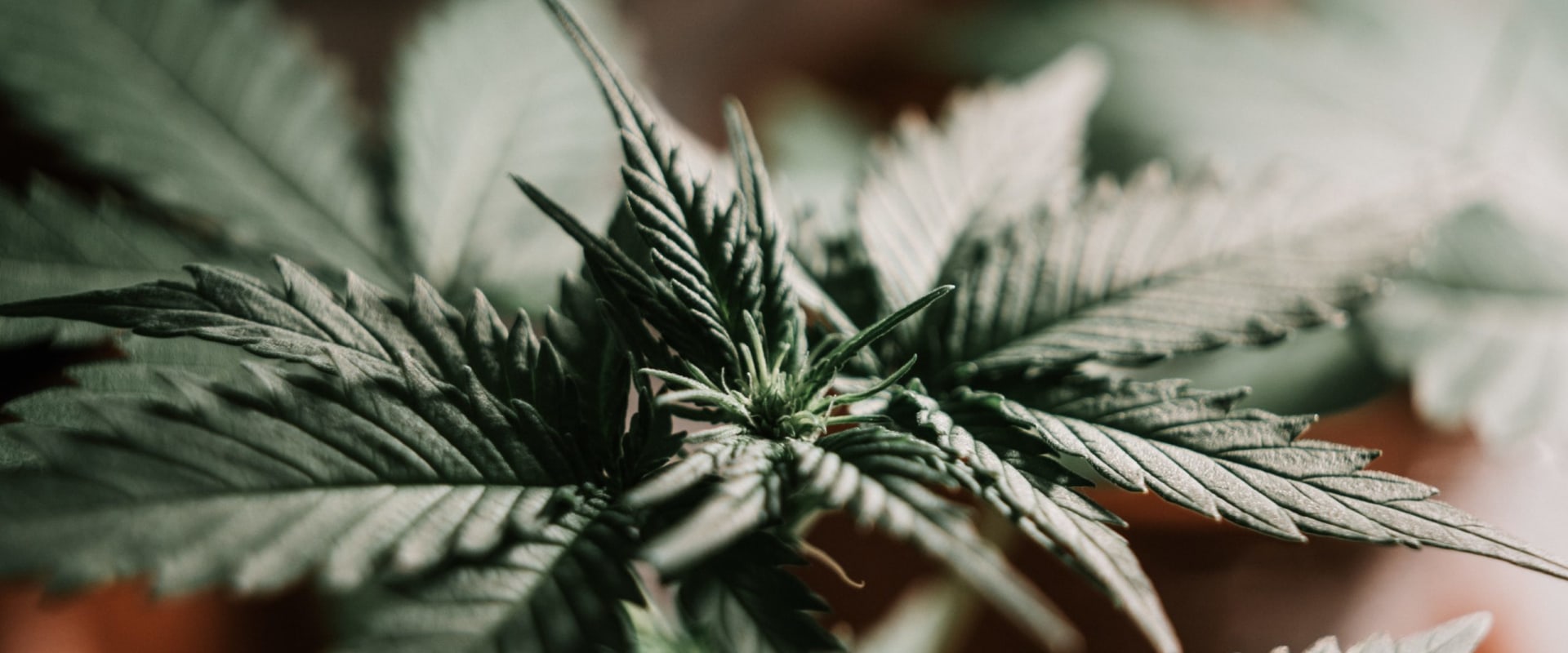 Is sativa happy or sleepy?