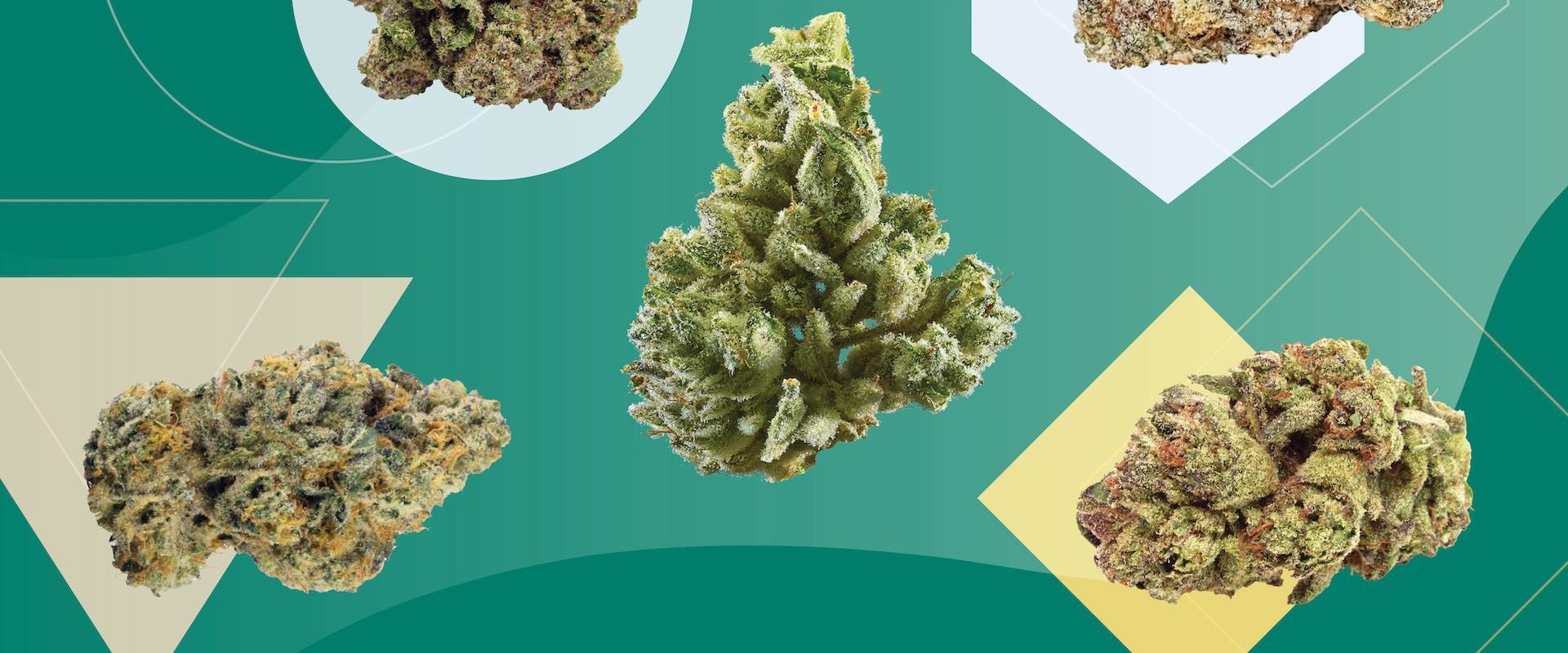 Whats a stronger high sativa or indica?