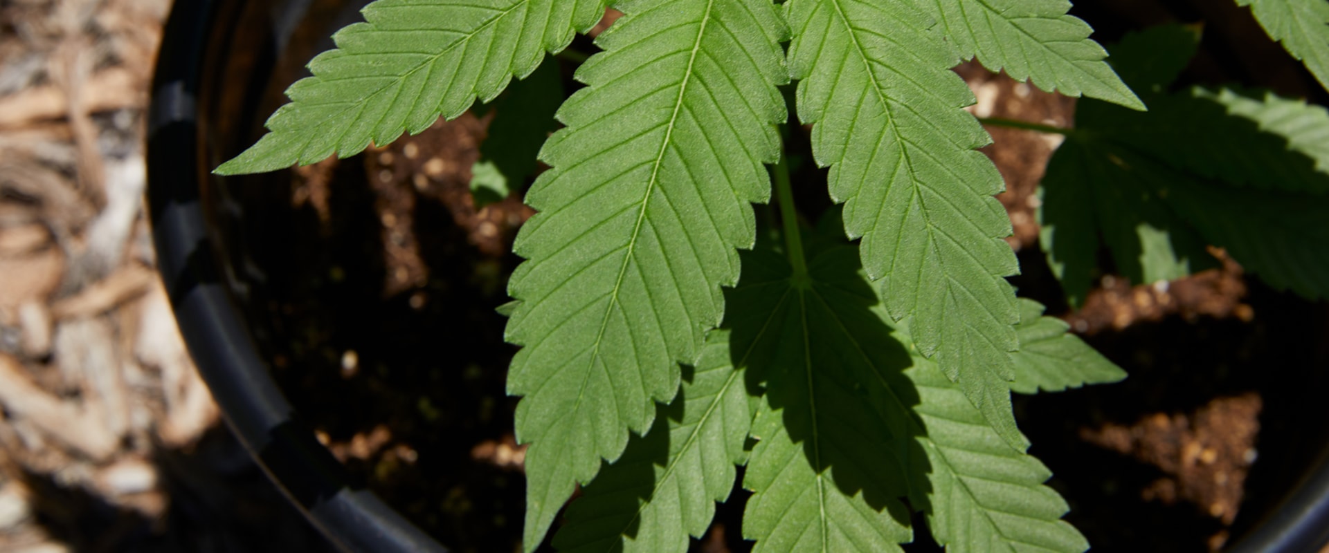 Which is taller sativa or indica?