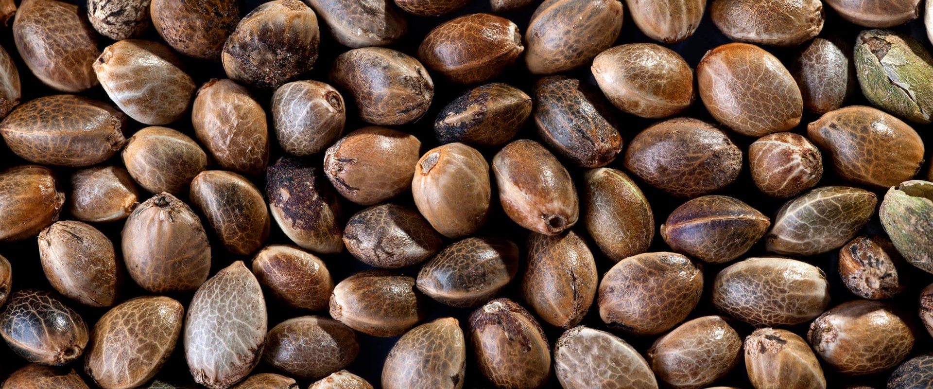 Who sells sativa seeds?