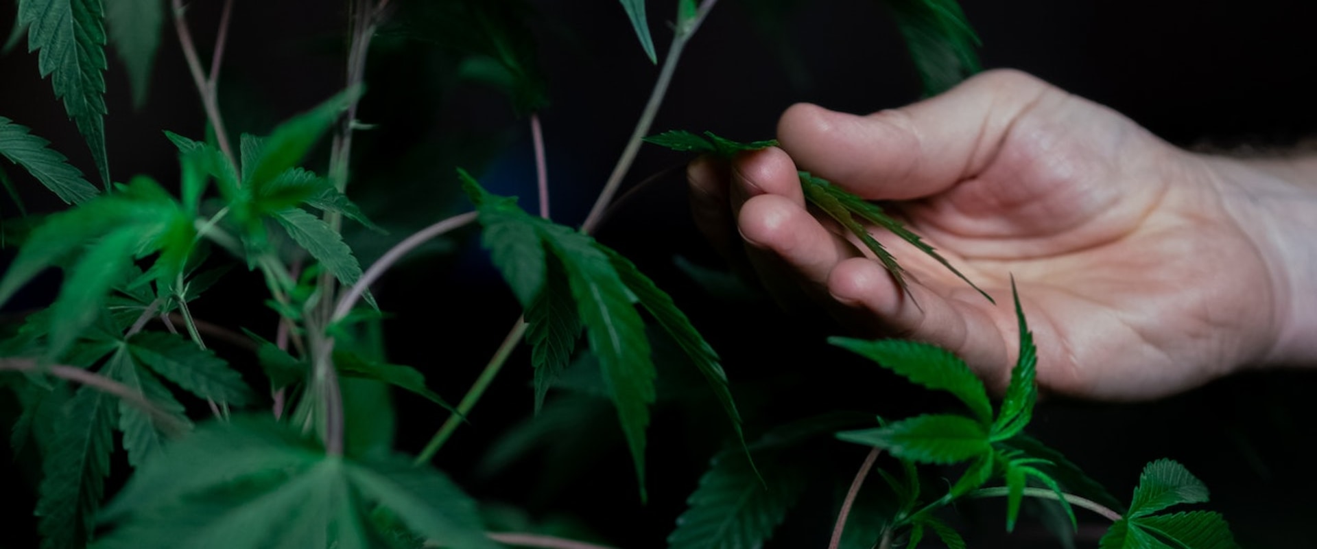 What You Need To Know About Using Sativa As A Cancer Treatment