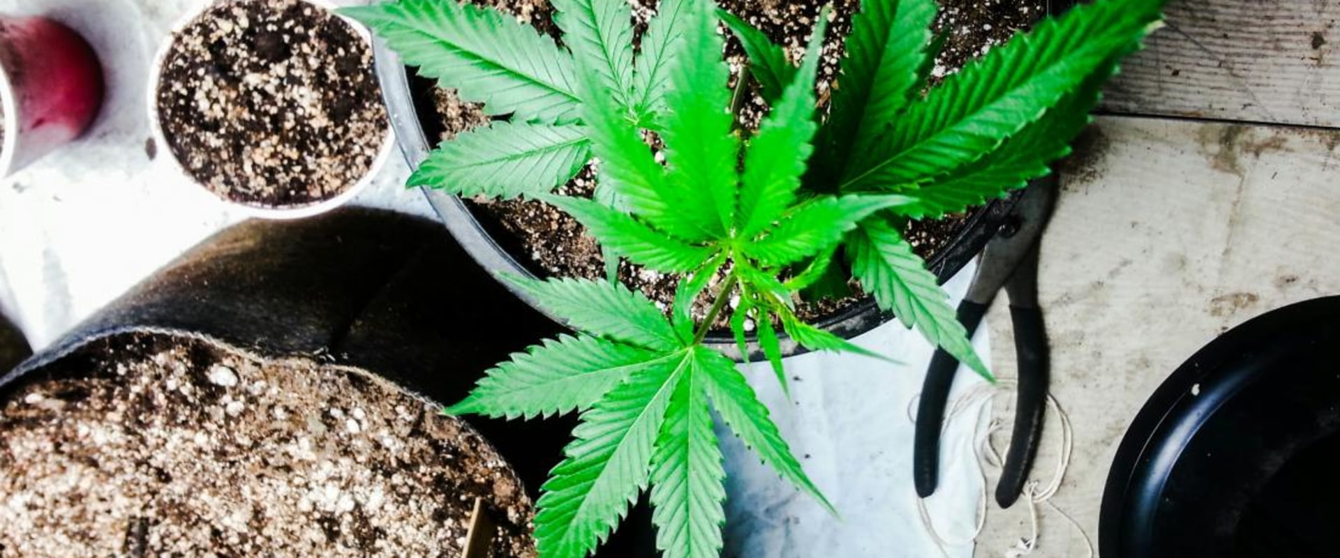 Can sativa put me to sleep?