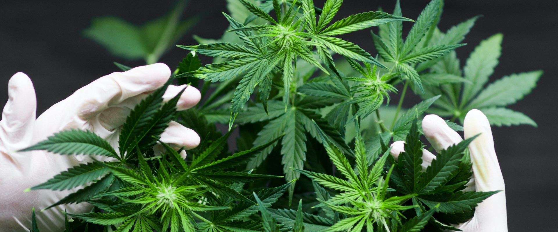 How does sativa affect the brain?