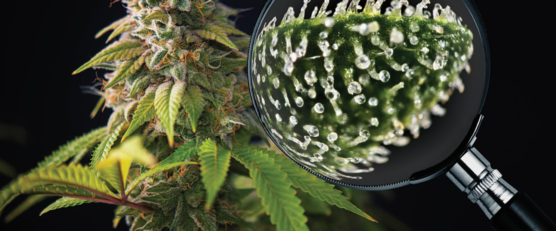 When should sativa be harvested?