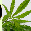 Does sativa cbd help with pain?