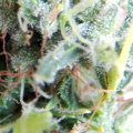 When to harvest sativa dominant hybrid?