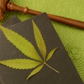 How a Law Firm Helps Businesses Navigate Regulations Related to Sativa Products