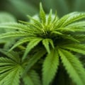 Why is sativa more expensive?