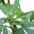 What does sativa mean in plants?