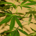 Where did sativa originate?