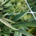 How do you know when sativa is done flowering?
