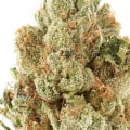 What is the difference between sativa and indica plants?