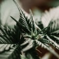Is sativa happy or sleepy?