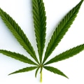 Will sativa help headache?