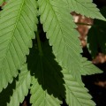 Which is taller sativa or indica?