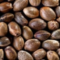 Who sells sativa seeds?