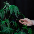 What You Need To Know About Using Sativa As A Cancer Treatment