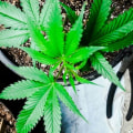 Can sativa put me to sleep?