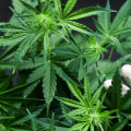 How does sativa affect the brain?