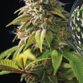 When should sativa be harvested?