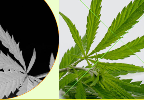 Does sativa cbd help with pain?