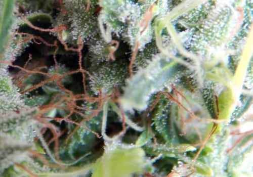 When to harvest sativa dominant hybrid?
