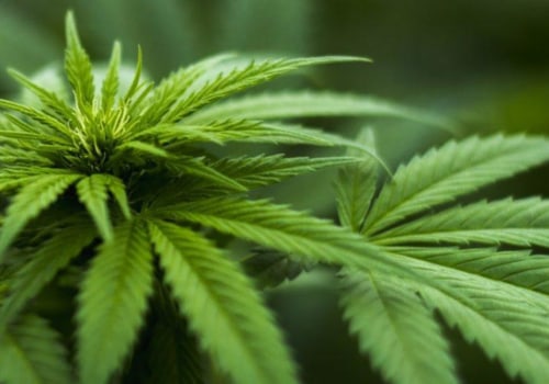 Why is sativa more expensive?