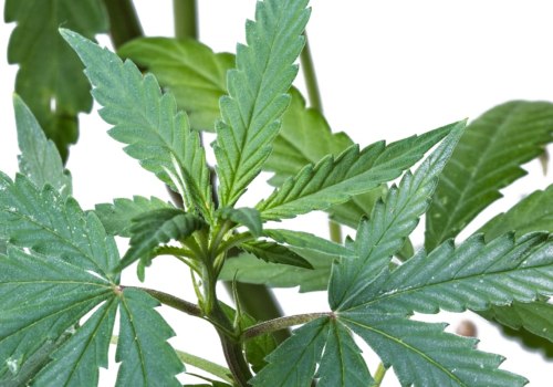 What does sativa mean in plants?