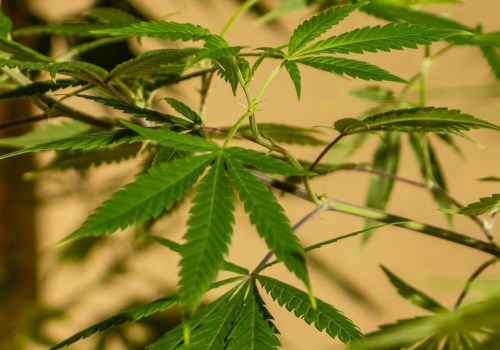 Where did sativa originate?