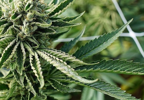 How do you know when sativa is done flowering?