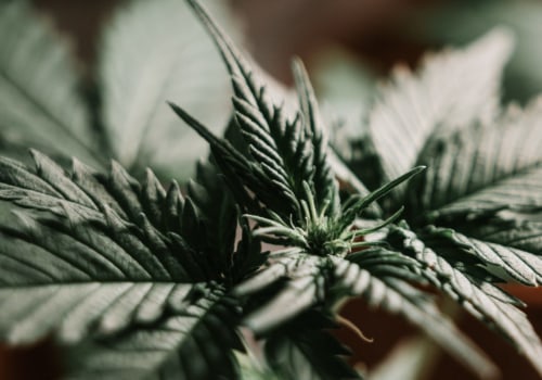 Is sativa happy or sleepy?