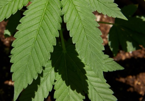 Which is taller sativa or indica?