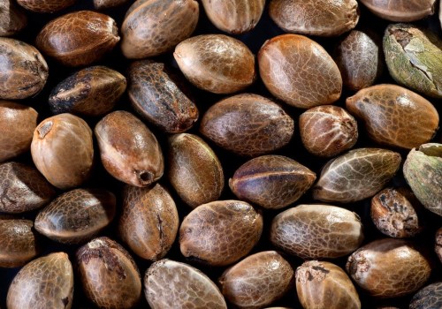 Who sells sativa seeds?