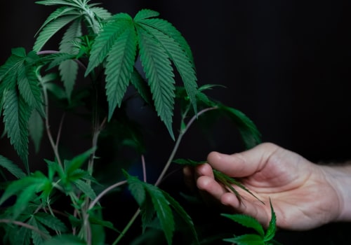 What You Need To Know About Using Sativa As A Cancer Treatment