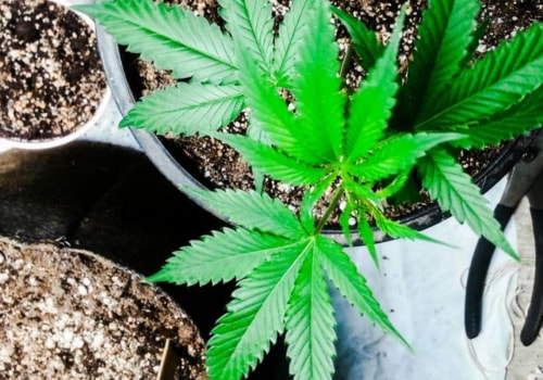 Can sativa put me to sleep?