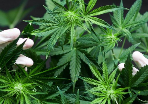 How does sativa affect the brain?