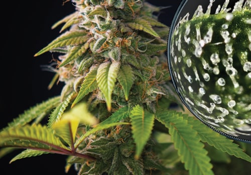 When should sativa be harvested?